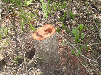 PMA apreende madeira ilegal no Pantanal