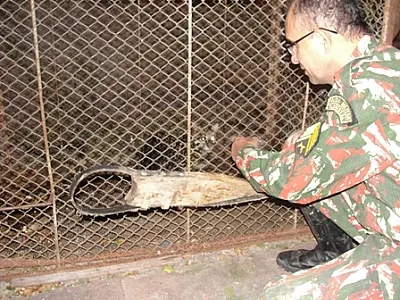 PMA recolhe ao CRAS Jaguatirica atropelada
