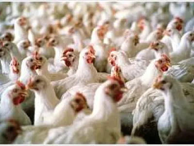 Mato Grosso do Sul deverá abater 146 milhões de aves em 2013