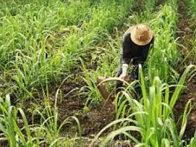 Piso do trabalhador rural tem reajuste de 8,4% em MS