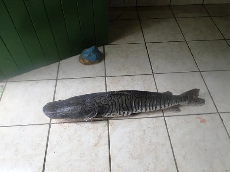 Pescador é apreendido pela 4ª vez e recebe multa de R$ 11,2 mil