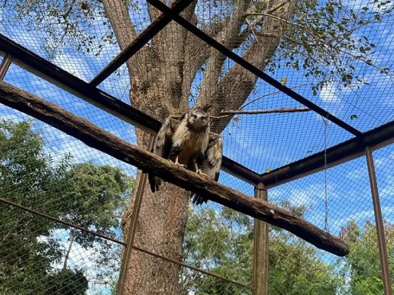 Águia-cinzenta é devolvida à natureza em Campo Grande após reabilitação no CRAS