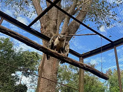 Águia-cinzenta é devolvida à natureza em Campo Grande após reabilitação no CRAS