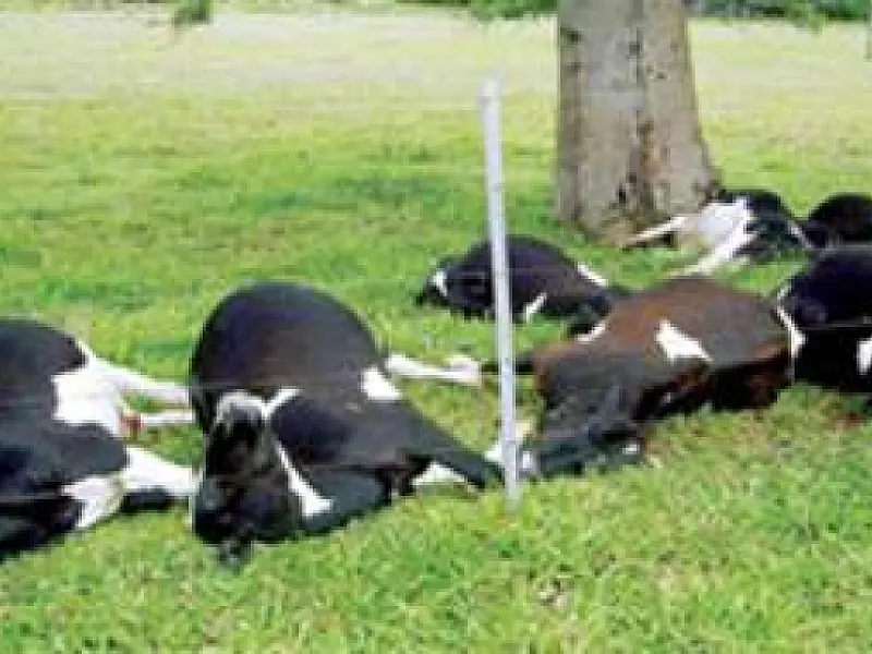 Raio cai e mata bois em propriedade rural de Itaporã