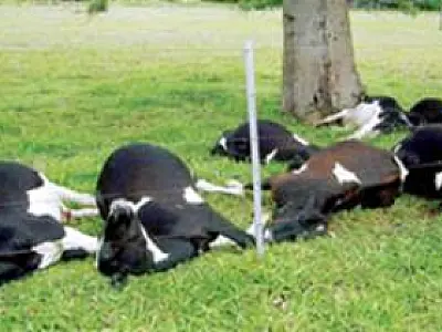 Raio cai e mata bois em propriedade rural de Itaporã