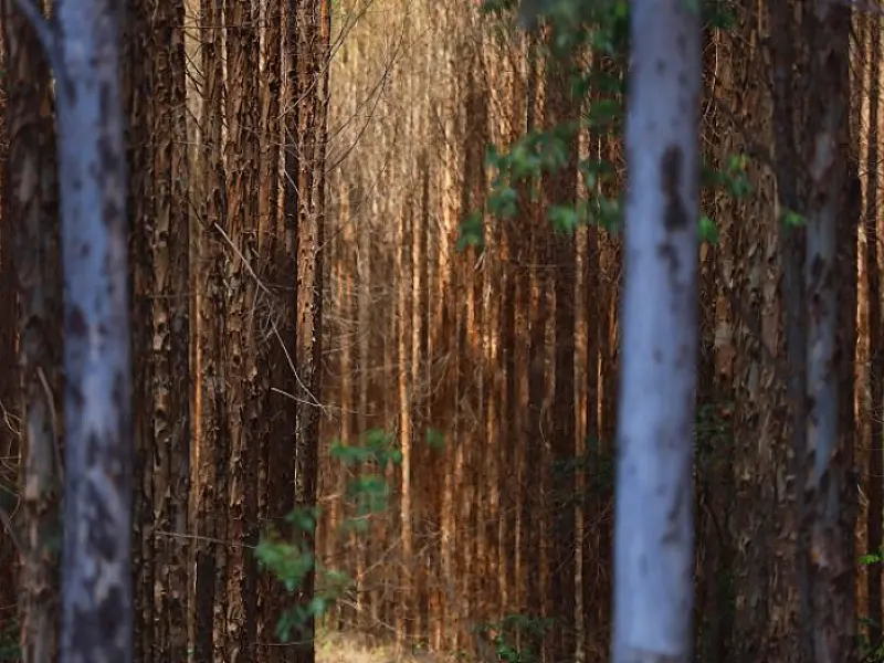 Vale da Celulose: base florestal em Mato Grosso do Sul deve crescer 40% até 2028