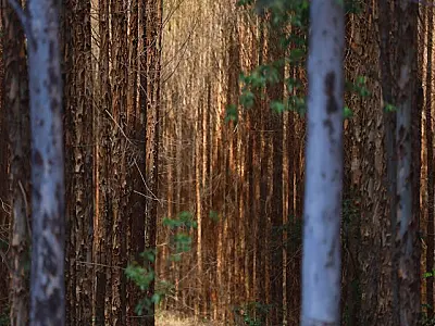 Vale da Celulose: base florestal em Mato Grosso do Sul deve crescer 40% até 2028