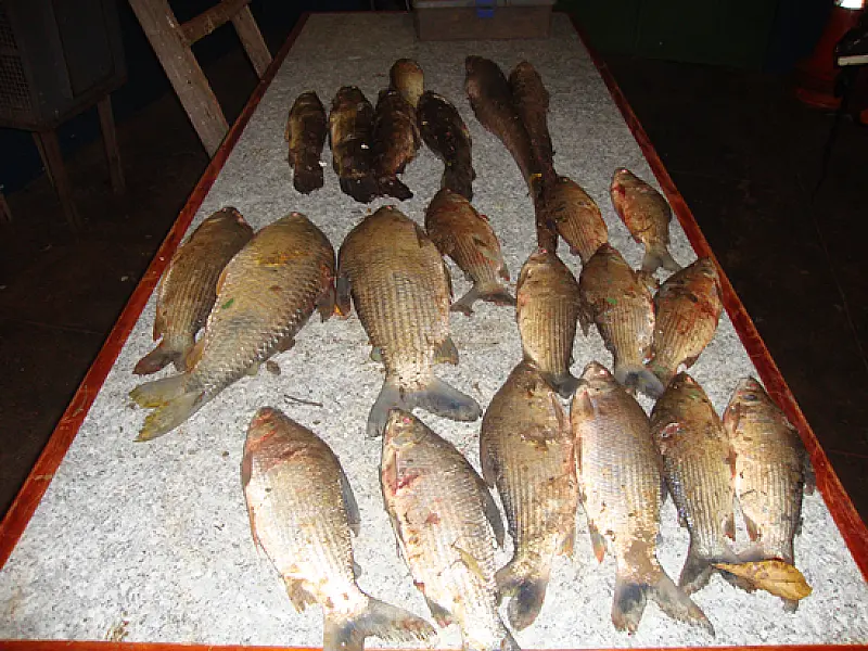 PMA prende dois pescadores no rio Brilhante por pescado ilegal