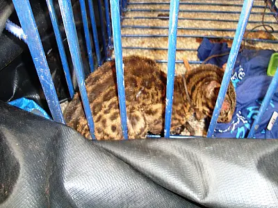 Filhote de gato-do-mato é encontrado com queimaduras