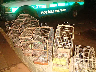 Homem preso pela PM por violência doméstica é autuado pela PMA por criar pássaros ilegalmente