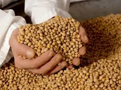 Produção agropecuária deve faturar R$ 504 bilhões em 2016