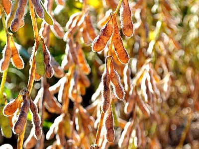 Prazo para cadastramento das áreas de produção de soja em MS termina dia 10 de janeiro