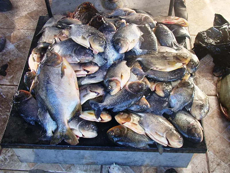 PMA prende pescador com 23 kg de pescado fora da medida em Corumbá
