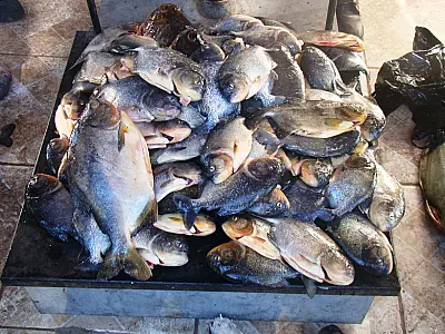 PMA prende pescador com 23 kg de pescado fora da medida em Corumbá