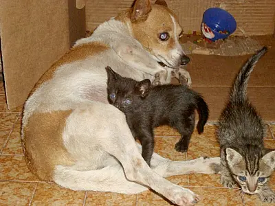 Cadela adota e amamenta filhotes de gato em Corumbá