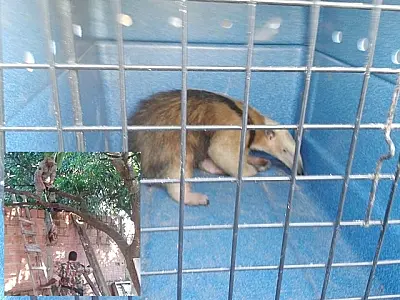 Eletricista encontra Tamanduá-mirim em árvore de Coxim