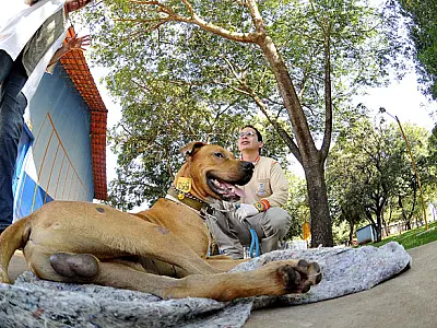 Abrigo dos Bichos luta pela liberação do cachorro Scooby para tratamento