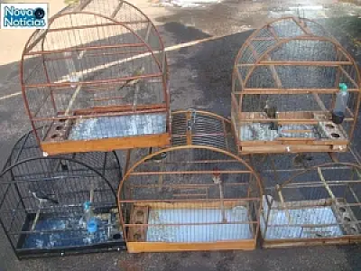PMA apreende cinco pássaros criados ilegalmente na Capital