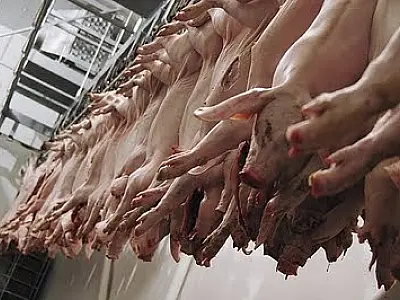 Exportações de carne suína registram queda em março