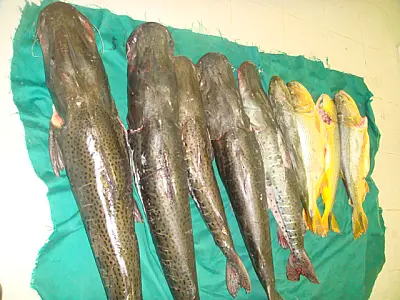 PMA autua paulista com 56 kg de pescado irregular