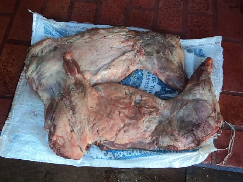 PMA prende 4 caçadores com animal abatido e armas