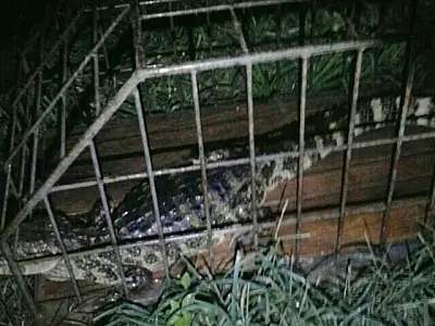 Jacaré ‘passeando’ pela rua é capturado em Dourados