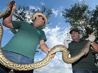 Sucuri é encontrada ‘presa’ em argola de garrafa pet em Dourados