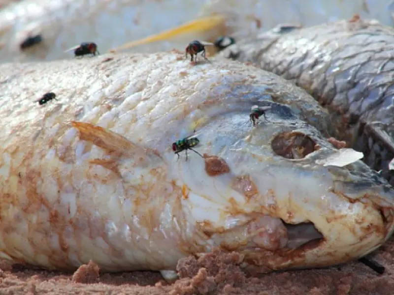 Centenas de peixes estão morrendo no Rio Verde