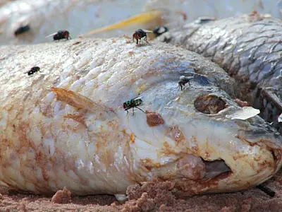 Centenas de peixes estão morrendo no Rio Verde