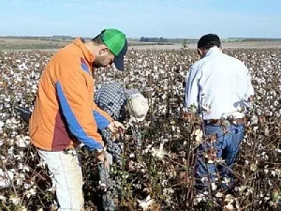 Uso de sensor óptico para agricultura de precisão é analisado em pesquisa