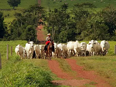 Pastagem já cobre 15% do território do Pará