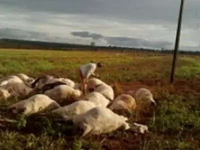 Descarga elétrica mata 32 gados de fazenda em Naviraí