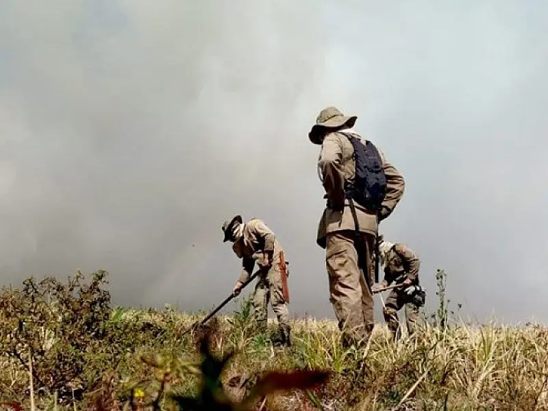 Governo institui Plano Estadual de Manejo Integrado do Fogo para prevenir e combater incêndios.