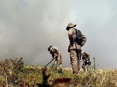 Governo institui Plano Estadual de Manejo Integrado do Fogo para prevenir e combater incêndios.