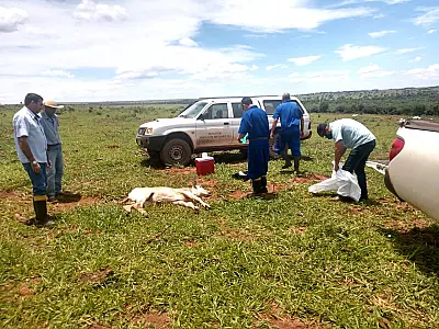 Com a confirmação de casos de raiva em MS, Iagro faz importante alerta aos produtores