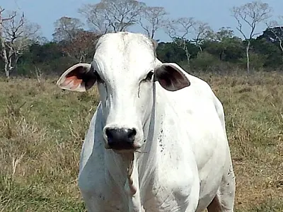 Rebanho bovino de MS encolheu em 2014, mas ainda é o quarto maior do país