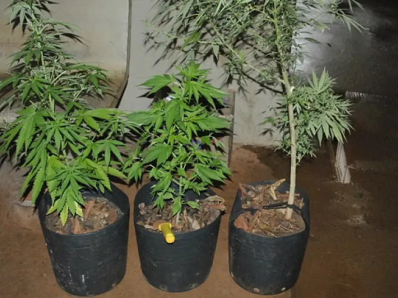 Polícia apreende mudas de maconha em casa no Jardim América