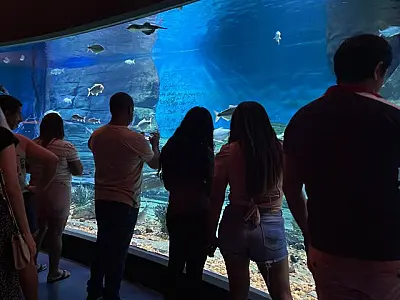 Bioparque Pantanal fecha para manutenção e reabre para visitação em 7 de janeiro