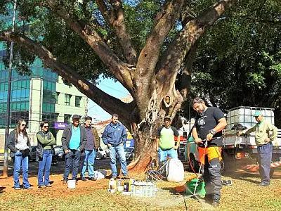 TÉCNICOS DA SEMADUR RECEBEM CAPACITAÇÃO PARA TRATAMENTO DAS ÁRVORES RARAS E IMUNES AO CORTE
