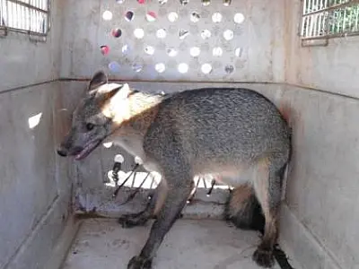 Lobinho come 12 pintinhos e é capturado em Coxim