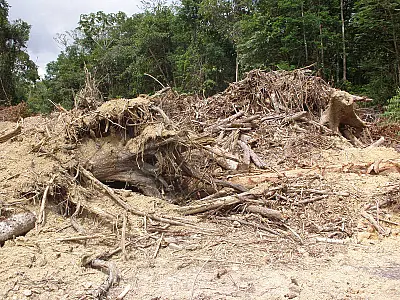 Desmatamento na Amazônia vai aumentar, diz estudo