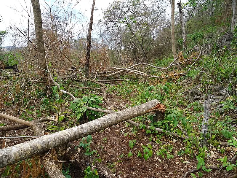 Assentados são autuados por incêndio e exploração ilegal de madeira