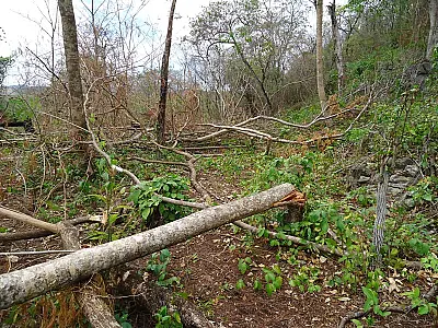 Assentados são autuados por incêndio e exploração ilegal de madeira