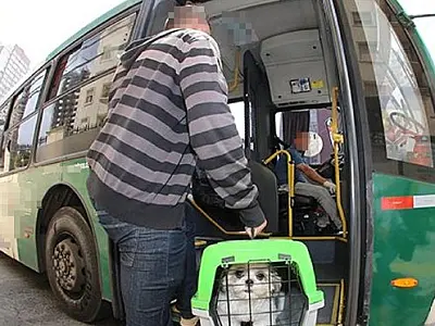 Lei estadual sobre transporte de animais em ônibus rodoviário tem alterações