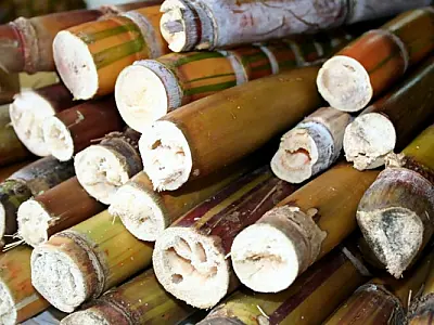 MS deve colher 37,8 milhões de toneladas de cana