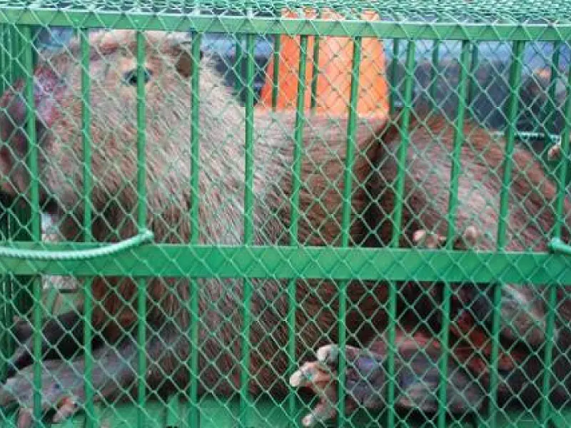 Polícia Ambiental captura capivara no centro de Naviraí