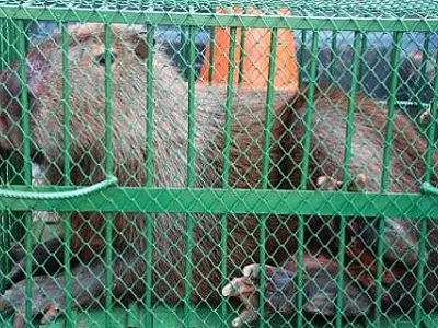 Polícia Ambiental captura capivara no centro de Naviraí