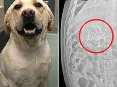 Cão passa por cirurgia após engolir lição de casa do dono