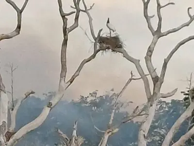 De ninho com tuiuiús até onça: socorristas monitoram animais por conta de incêndios no Pantanal