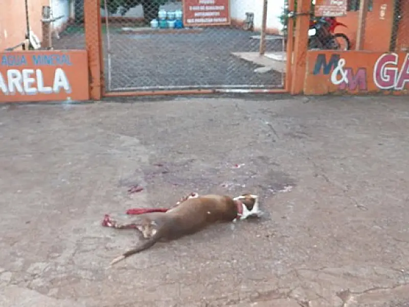 PM mata Pit Bull a tiros durante revista a adolescente